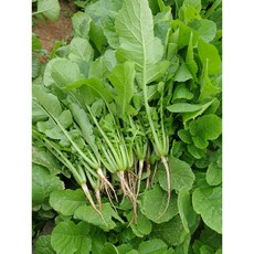 국내산 열무 1단 어린열무, 1.7~2kg