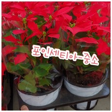 포인세티아화분