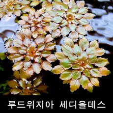 2acc160ba6f229cedd944bc1ababa943f2a224de493d20980bdbba0b197d.jpg