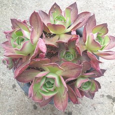 [수암다육] 로스코프 랜덤발송 Aeonium 'Roscov' 군생 묵은둥이 다육 다육이 다육식물 Succulent 반려식물 국민다육 선인장, 1개