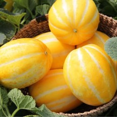 성주참외 추천 1등 제품