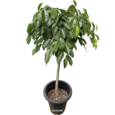 킹 벤자민 외목대 110cm 온정, 1개