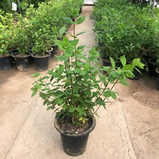 바닐라프레이즈