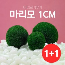 꽃이피는마을 마리모 단품 소형 (1cm) 1+1