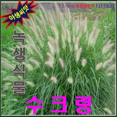 수크령