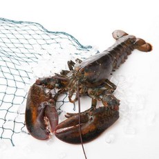 [씨토랑][항공직송]캐나다산 활랍스터 600g2미 총 1.2kg내외(마리당 560~650g), 2개