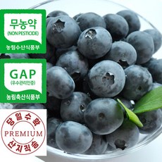 [장산농원] 무농약 GAP 인증 국내산 유기농 맛있는 생 블루베리 생과 대/특대과 1Kg