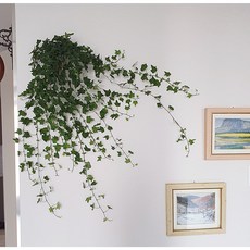 보거스플라워 아이비 100cm 공기정화식물 넝쿨아이비 행잉플랜트 식물 스킨답서스, 1개, 아이비 120cm