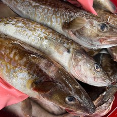 농가살리기 동해안 자연산 급냉 생대구 2kg 2~4미 내외, 1개