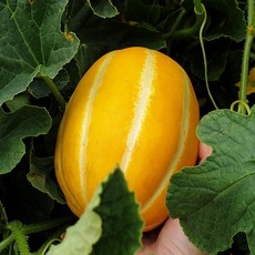 주아농원 꿀꿀참외 성주참외 가정용 선물용 5kg 9kg 산지직송, 성주참외 가정용5kg