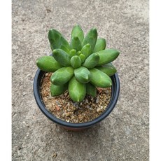 천대전송