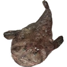 어부백서 국내산 통아귀 10kg 업소용