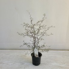 2bf0365ffa544ea2c3e1b54395c10b06129b53ac97656064d794d1d25cb9.jpg