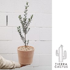 멋진나무선반인테리어