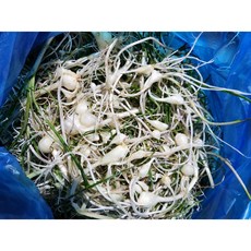 산지직송 국산세척달래 노지 달래, 국산세척달래 1kg, 1개