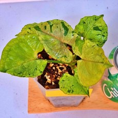 옐로우싱고니움