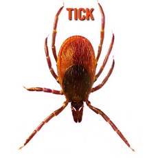 Tick: Fun Facts & Cool Pictures Paperback, Independently Published, English, 9798563160194