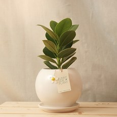 써니사이드플랜트