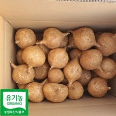 산지직송 유기농 소과 히카마 얌빈 멕시코감자 맥시코감자, 5kg(소과), 1개