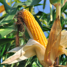 초당옥수수 [직접 완별손질] 특품 10개 20개입 제주 해남 의령 초당 옥수수 + 치즈시즈닝 증정, [삼대] 상품 초당옥수수 10개 + 치즈시증닝