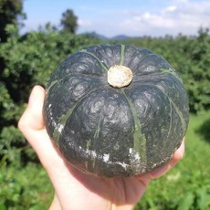 명품 제주 미니밤호박, 4개, 1kg