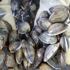 잠수부직접생산 자연산 100% 왕바지락 조개 1kg /해감 활 바지락 /칼국수면(평일오후2시이전까지 당일발송)