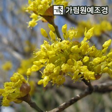 산수유나무 추천 1등 제품
