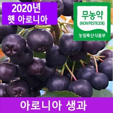 [특가] 햇 아로니아 냉동생과 5kg 10kg, 1box