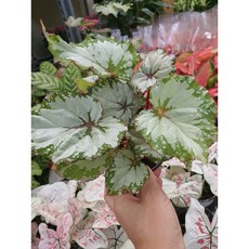 이케아렉스베고니아