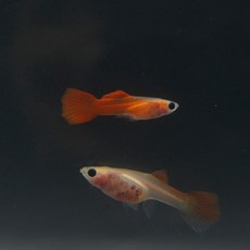 02d87dce718a5ab160410a0cb5e67f63c52632e867306daefbc4fd684e69.jpg