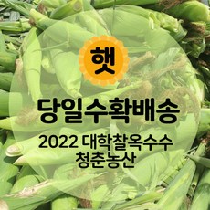 괴산흑찰옥수수