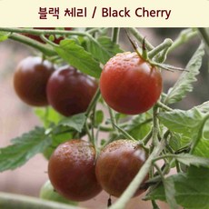 경남체리따기체험