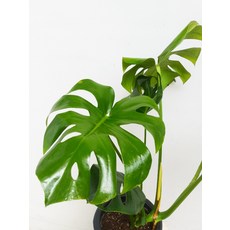 몬스테라델리시오사