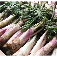 국내산 남해 해풍 맞고 자란 봄나물 노지 땅두릅 500g 1kg, 1개