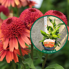 겹에키네시아 캐롯케이크 5치포트 - 신품종 개화주 겹꽃 노지월동 다년생 야생화 모종