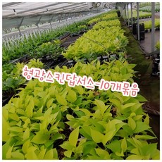 코코젤리에어프라이어