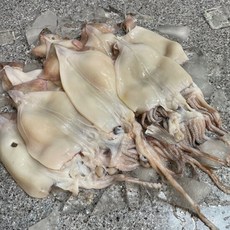 손질통오징어 1kg 8미 급냉 통찜오징어 눈내장 손질제거완료, 1개