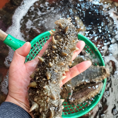 남해 자연산 활 참해삼 500g (2~6마리) 고노와다 수산물 해산물 어패류 해삼회 산지직송, 1개
