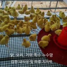 농장 가축 양계장 메쉬 휀스 울타리 양식장 사육장 보호망 안전망 그물 배설물 바닥 누수망, 높이3m길이50m구멍3.6cm초강력타입