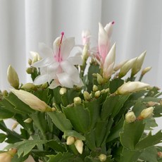 게발선인장 흰색 온정원 공기정화식물, 1개