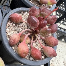 샘트라이크종류