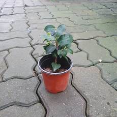 흑향동백나무 소품 야생화 10~30cm 35