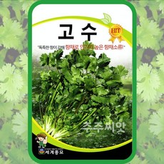 고수씨앗