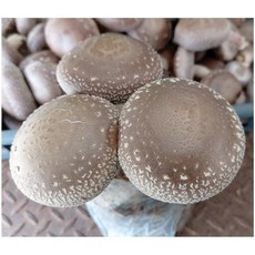 집에서키우는자연학습