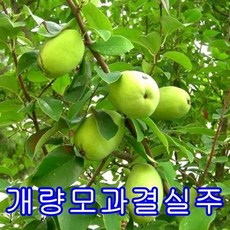 개량모과나무 결실주.묘목.나무묘목.유실수.꽃나무.과일나무 모과나무