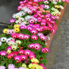 [이삽저삽] 리빙스턴데이지모종(4치포트12개/한판)데이지종류 봄꽃 야생화 꽃색상이 화사하고 색상이 다양함/화단용 조경용 관상용(색상랜덤)