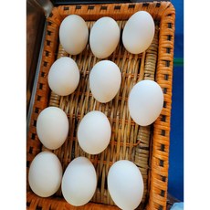 자연기러기 천연암반식수기러기알 기러기고기 기러기효능 기러기병아리 기러기알효능 기러기고기효능, 1개