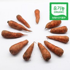 제주 친환경인증 유기농 햇당근 흙당근 중(미니), 10kg, 1개