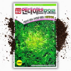 씨앗팜 엔다이브 씨앗(1500립) 치커리, 1개 - bism비즘다이브데모프리미엄다이브컴퓨터