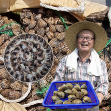 먹사부 노란 갈색 새조개 살 손질 생물 원물 샤브샤브 용 황금 500g 1kg 2키로 철